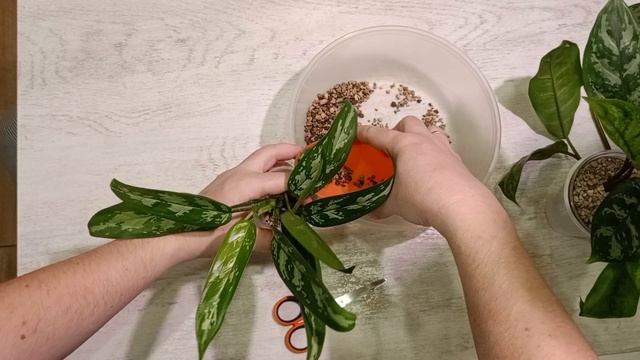 100 дней пересадки: аглаонема
