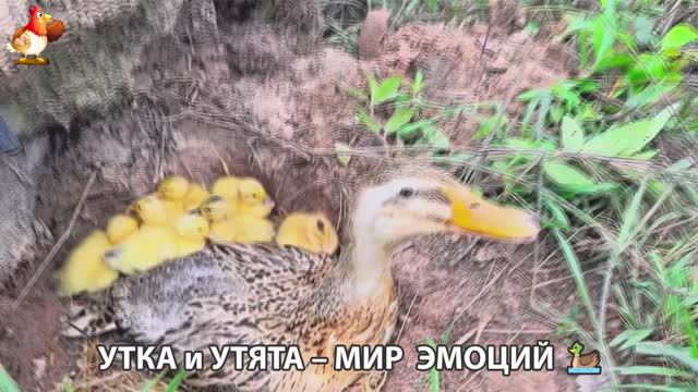 Утка и Утята – мир нежных эмоций 🦆🤗❣️часть (50)