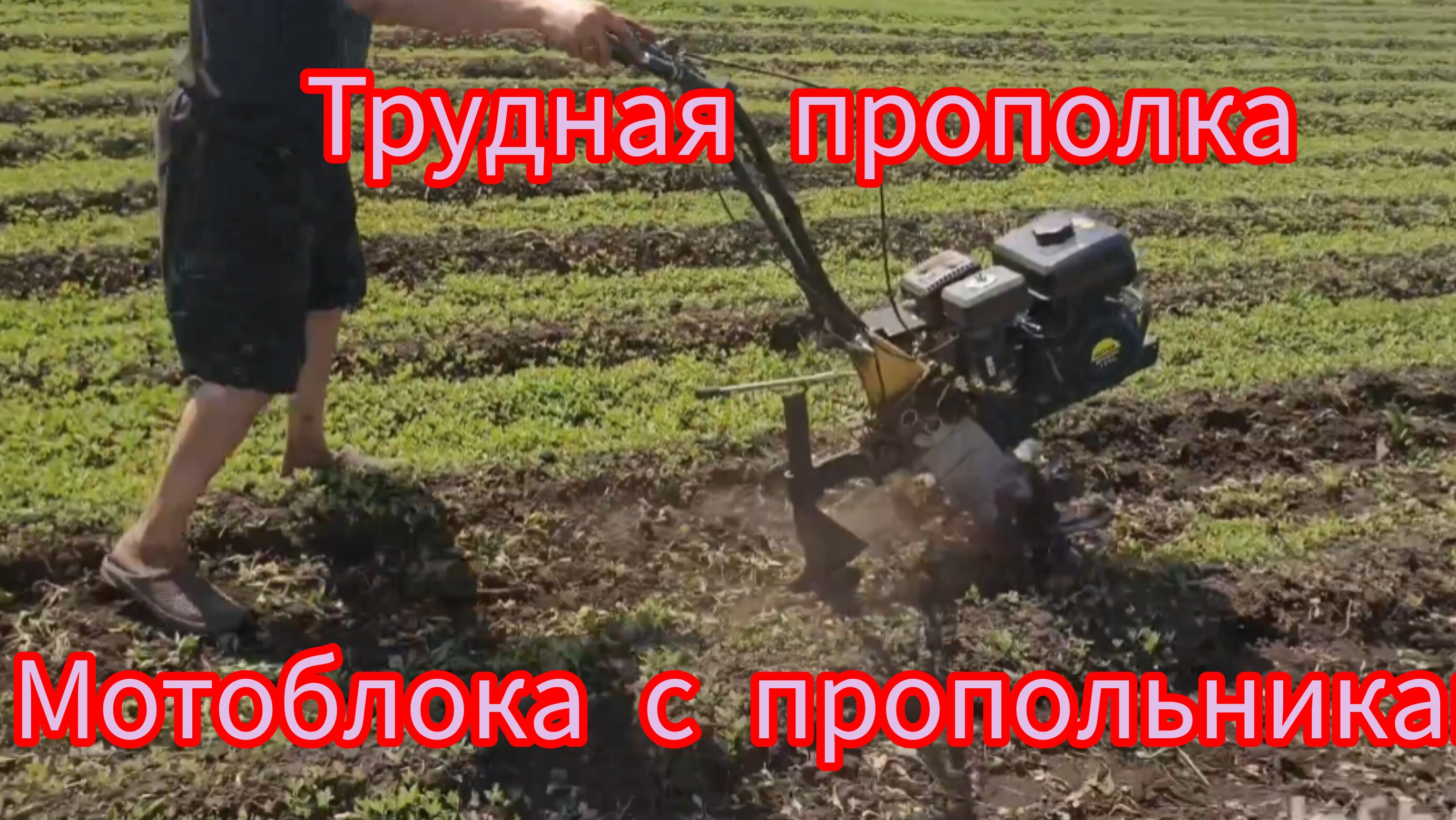 Как лёгко прополоть сорок соток картофеля одному .