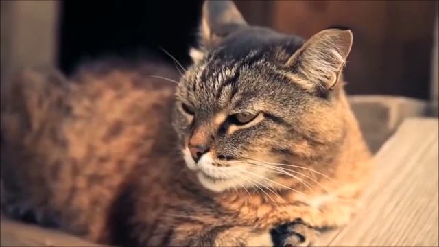 Красивое видео о россии