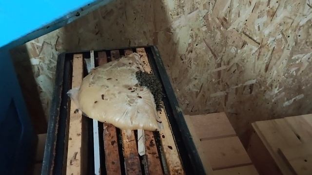 Обзор голодной семьи после подкормки медом.
