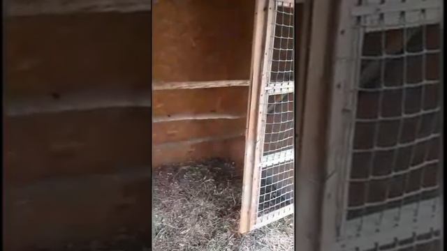 В гостях у петушка Пети