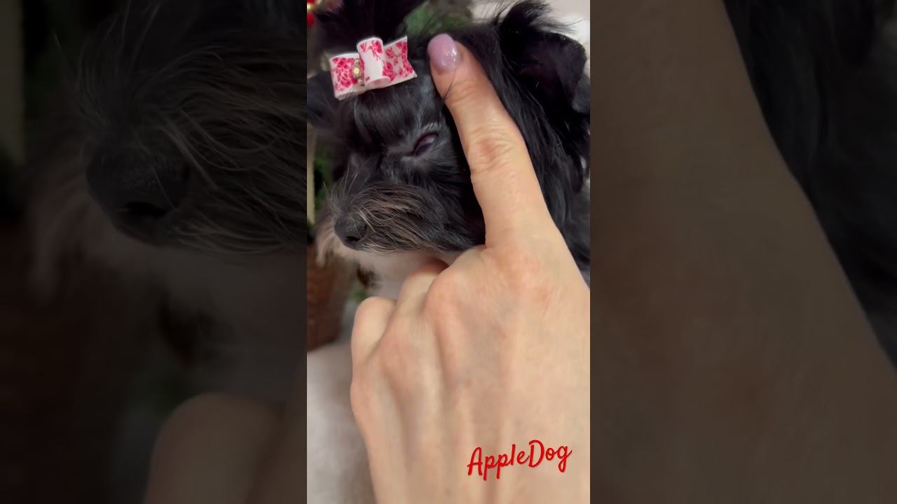 Мини бивер Девочка 4 мес. Продажа‼️ #бивер #biewer #puppy #щенок