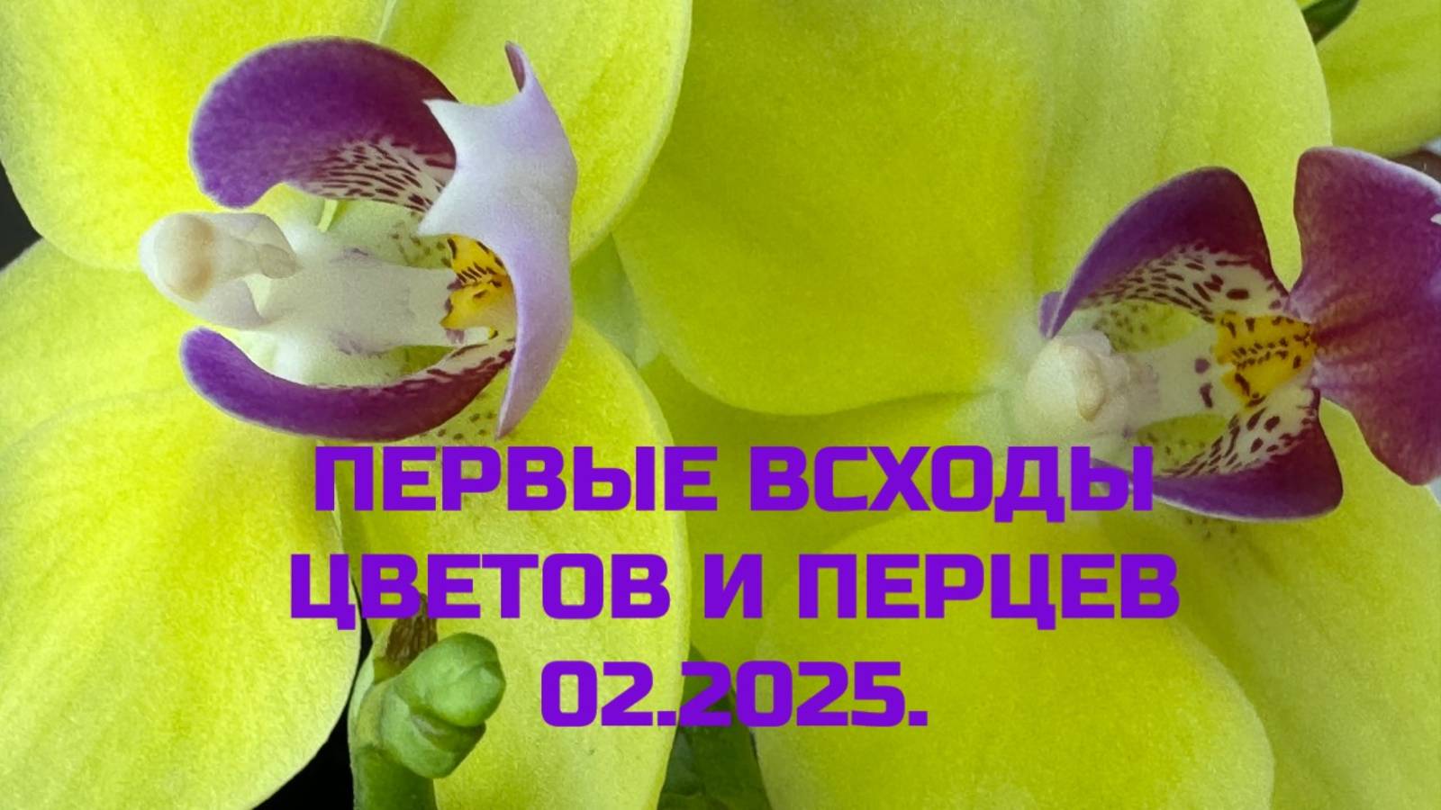ПЕРВЫЕ ВСХОДЫ ЦВЕТОВ И ПЕРЦЕВ 02.2025