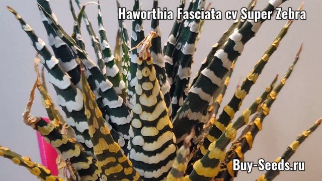 Haworthia Fasciata cv Super Zebra