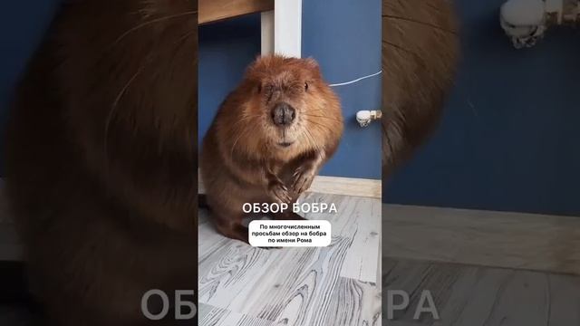 Внимание: обзор на бобра