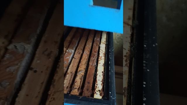 Малыши зимуют. Есть и проблемы.