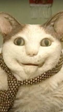 мем коты.