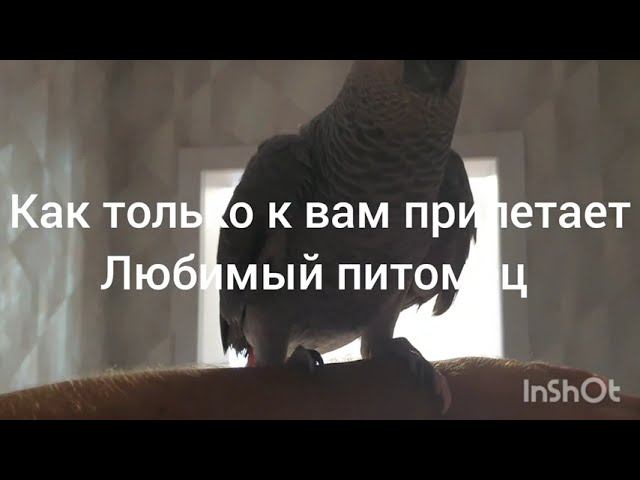 Серый Попугай. Маркиз. 08.