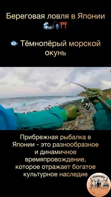 Рыбалка у берегов Японии: в погоне за темноперым окунем