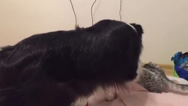 Собачья - кошачья дружба вторая серия