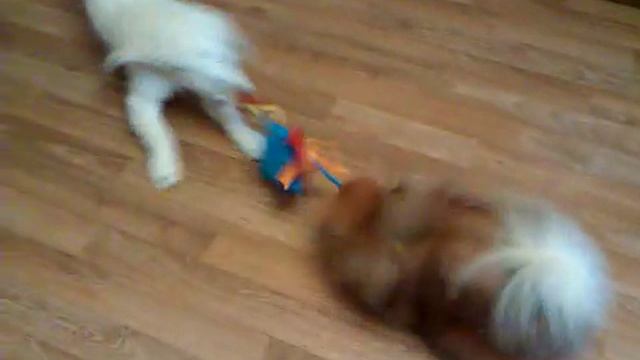 Золотистый ретривер и шпиц. 2015 год