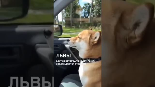 как проводят выходные знаки зодиака