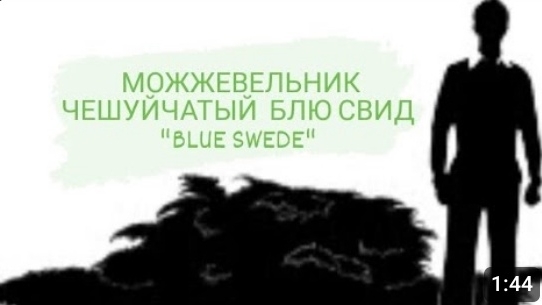 МОЖЖЕВЕЛЬНИК ЧЕШУЙЧАТЫЙ БЛЮ СВИД " BLUE SWEDE"