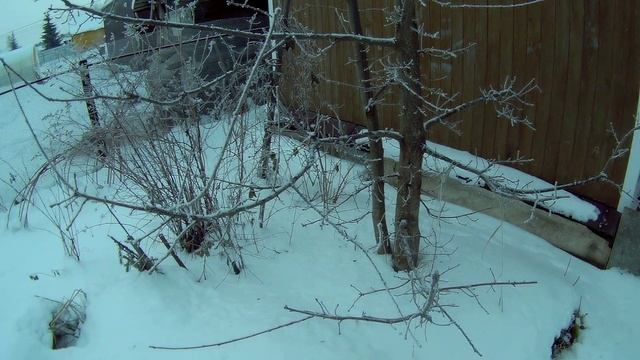 18г проращивание орехов в условиях крайнего севера