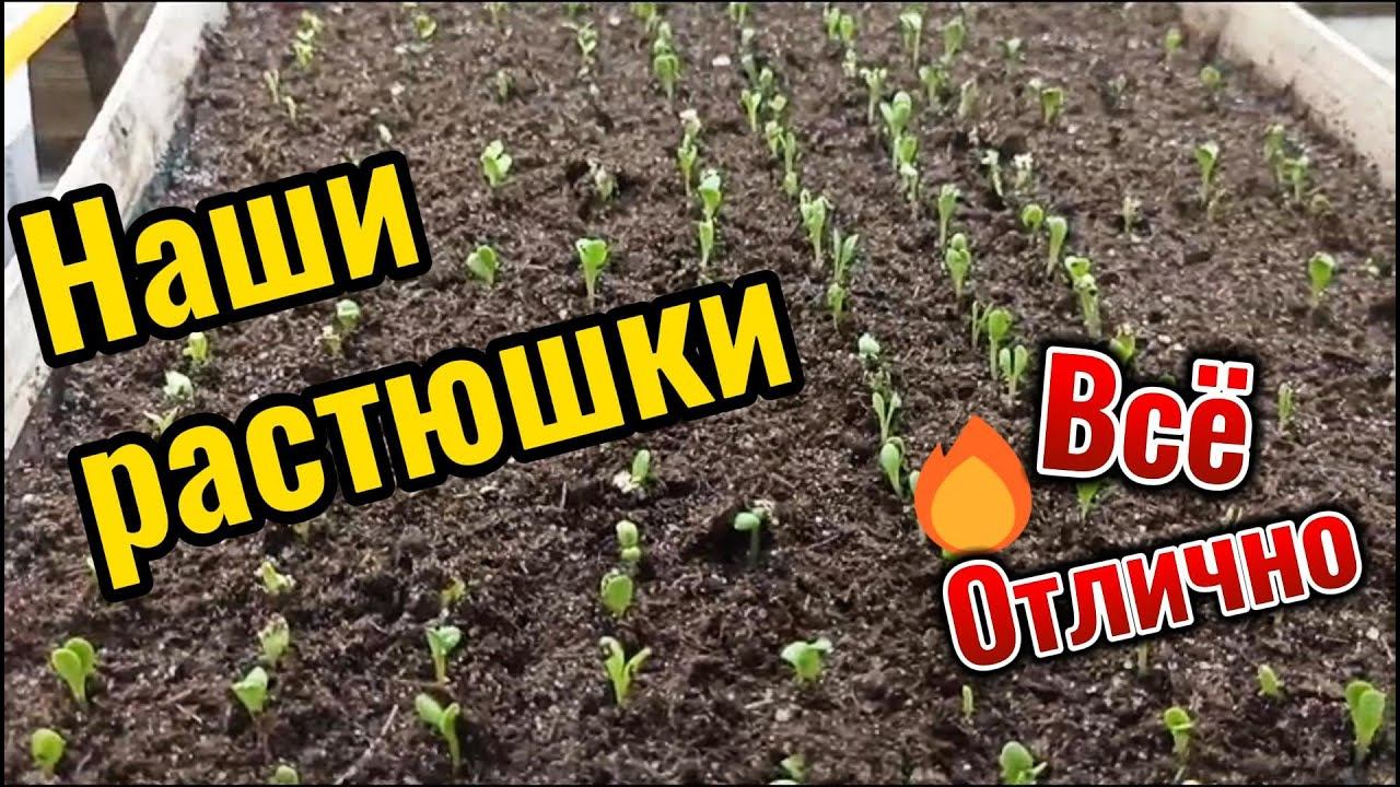 Давайте посмотрим наши всходы растюшек!