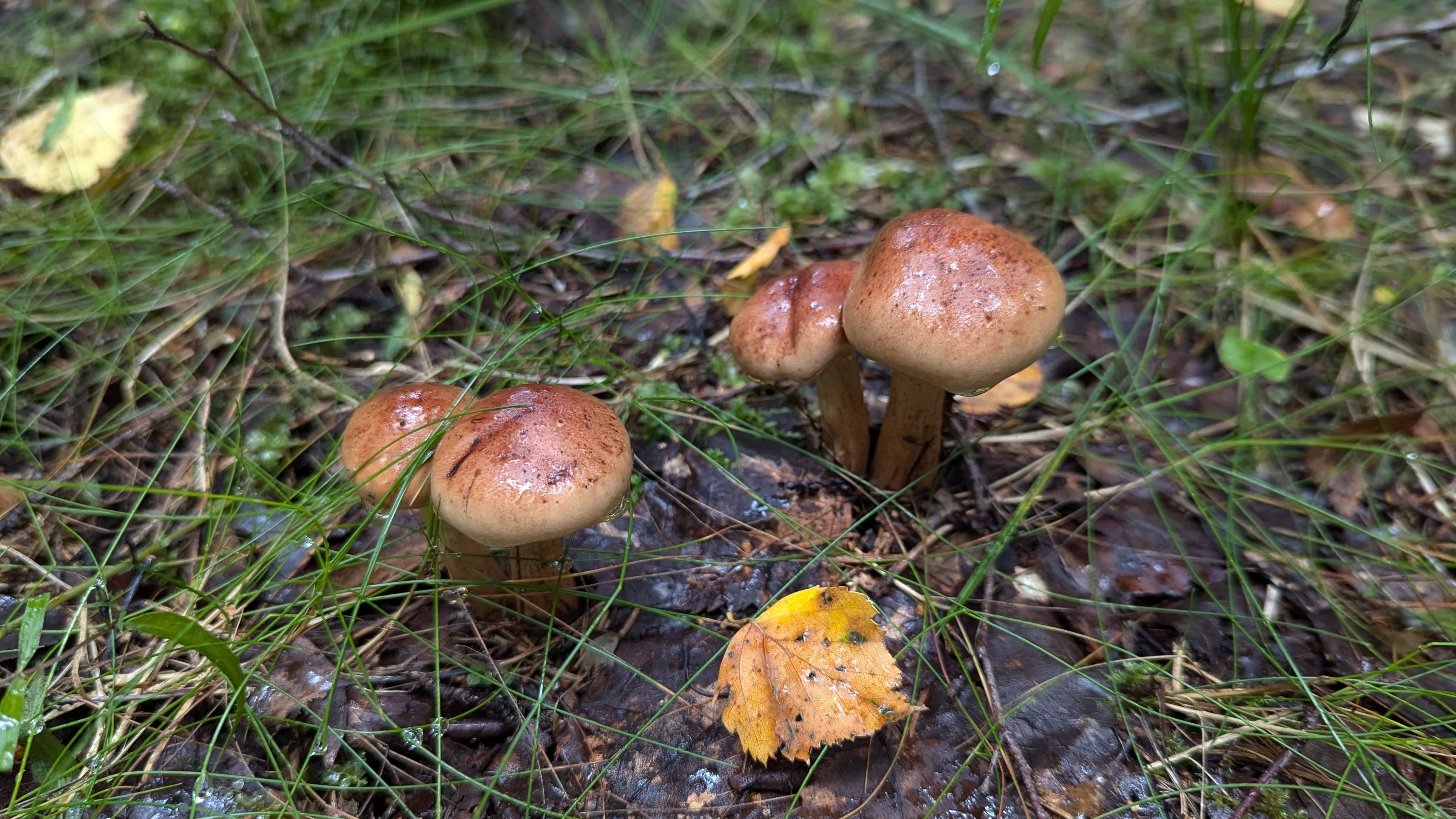 Рядовка жёлто-бурая (Tricholoma fulvum). Как выглядит гриб на месте произрастания.