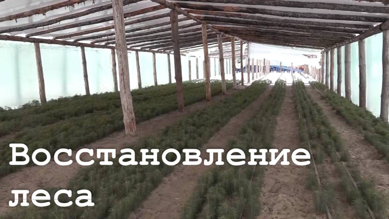 Восстановление леса в Станично-Луганском районе