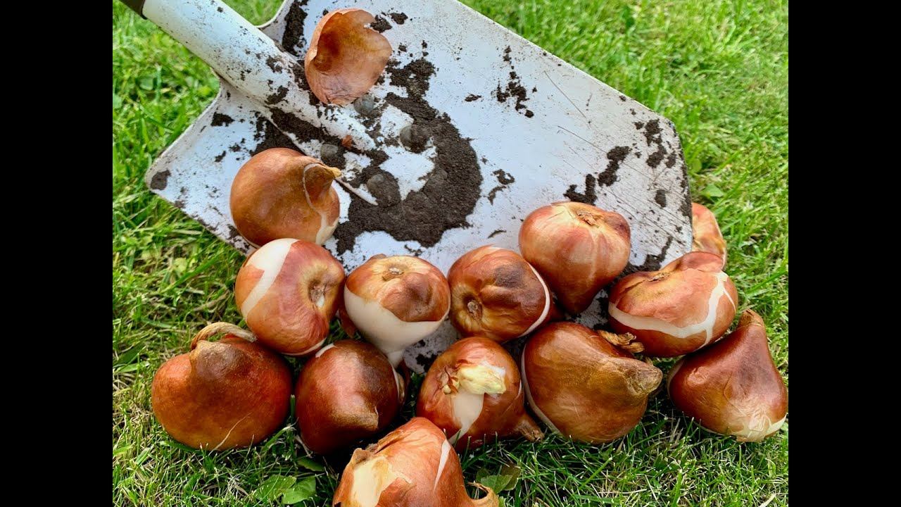 Хранение и охлаждение луковиц тюльпанов, обзор холодильной камеры. Выгонка тюльпанов: ОБУЧЕНИЕ!