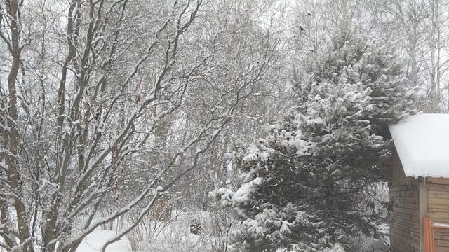 Зимний сад. Вид с веранды. Мои любимые туи