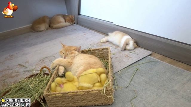 Утята и Цыплята - Кошки и котята - (121) Хвостики да Усики ❣️🥰😹