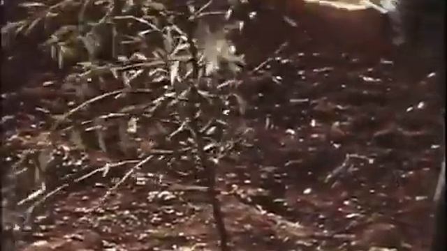 Миндаль в Крыму.Советская документальная классика.