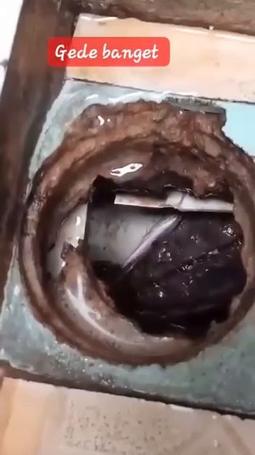 Жуть дня: в Индонезии мужик заметил огромную голодную змею в сливном отверстии ванной комнаты.