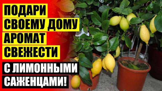 ⚫ Вырастить лимон из косточки в домашних условиях без прививки как с плодами ❗
