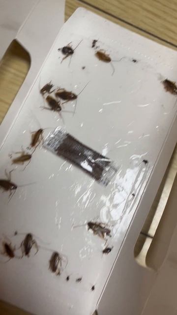 cockroach glue trap
