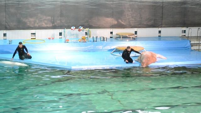 Белуга поёт,моржиха подпевает!