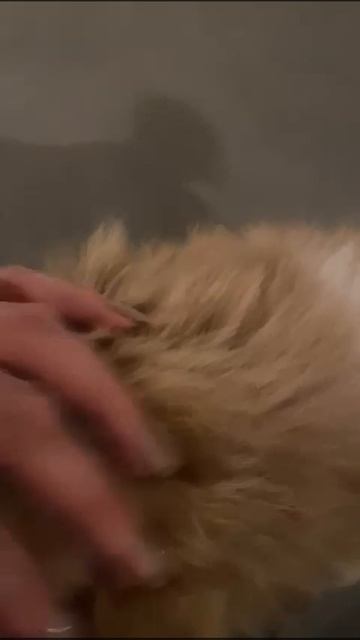 Яша - шоколадный нос и радостный хвост - в самые добрые руки❤