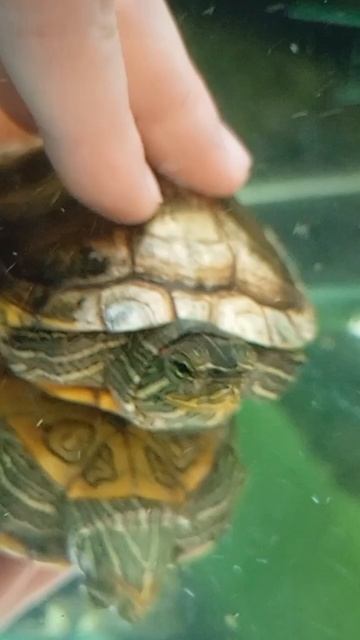 🐢черепашки 5 часть 🐢