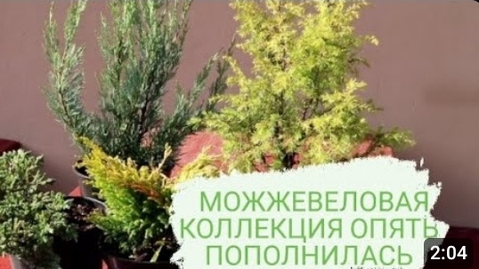 МОЖЖЕВЕЛОВАЯ КОЛЛЕКЦИЯ ОПЯТЬ ПОПОЛНИЛАСЬ. 19.04.2023г.