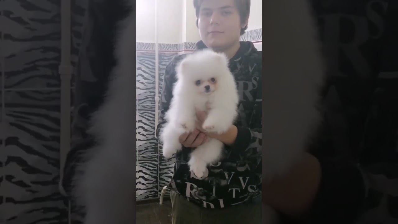kennel Bestyle