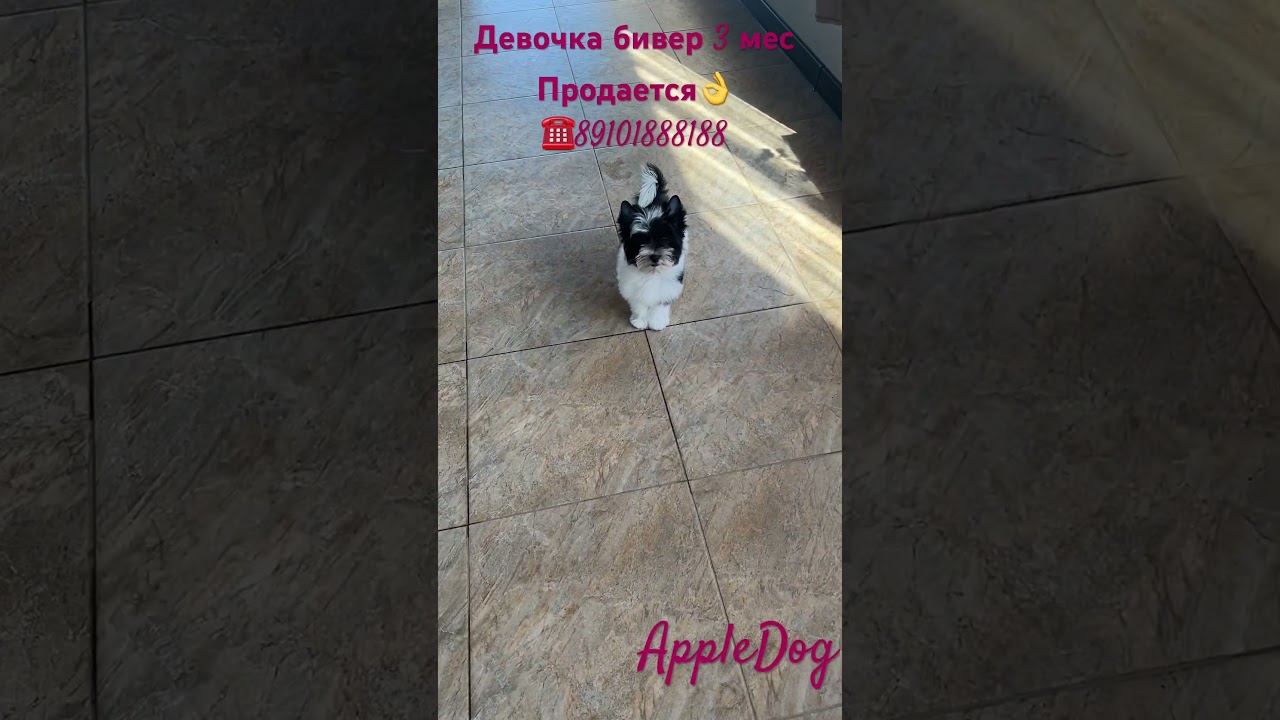 #biewer #puppy #щенок #pets #бивер Классная девчонка бивер 3 мес  Продажа‼️