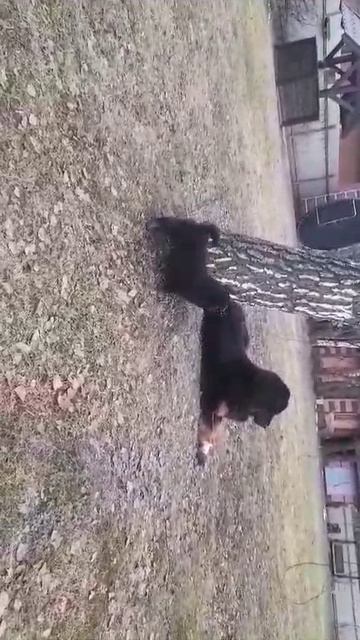 WhatsApp Video 2025-02-11 at 14.16.02
