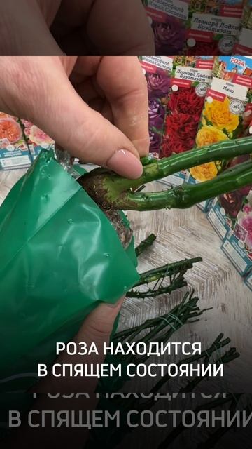 Розы 2025 еще