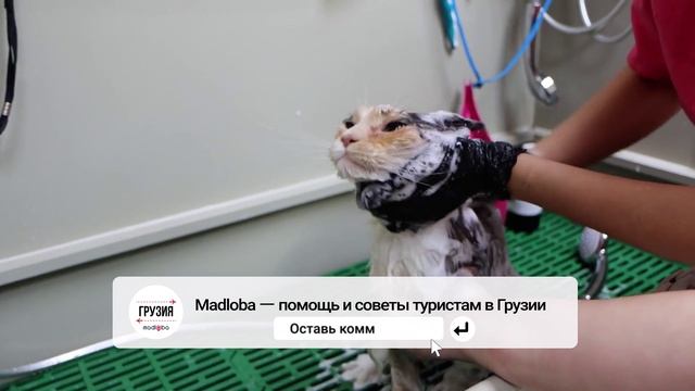 🐈 Какие процедуры доступны для кошек в зоосалонах?