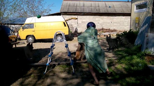НКД НЕО 8мес Кери ,НЕо Лука1год ,НЕО Моника прокачка собак на охрану