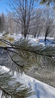 Зимняя сказка в Хвалынске #конихвалынска #хвалынск #паркотельхвалынский