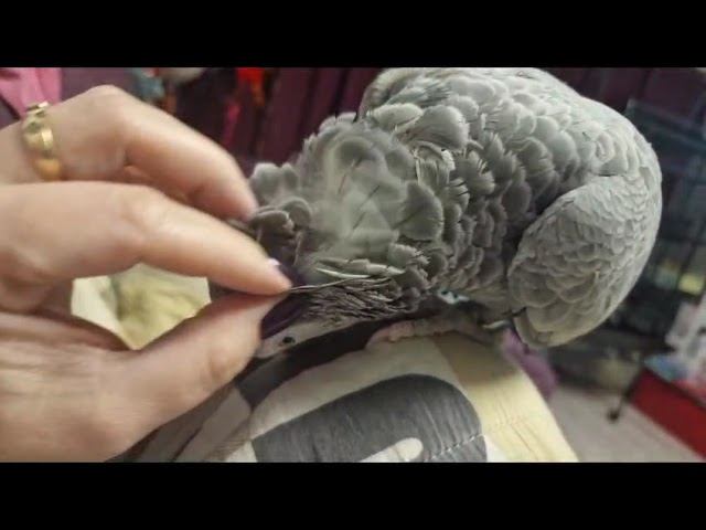 Серый Попугай Маркиз. 17
