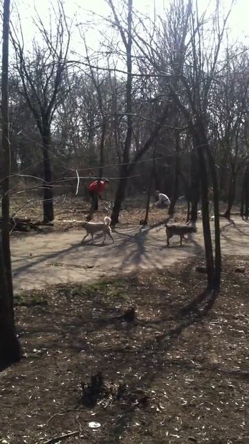 Горловский приют для бездомных животных. 2015 год