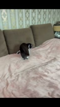 МЯТА #ЛучшаяМимикасИИ #покапибаримся #УютныеРецепты