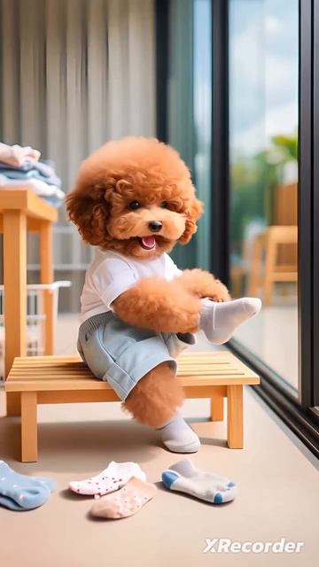 Семья Собаку 🐕🦮🐕🦺🐩