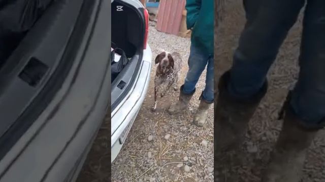 А у нас в приюте гости, Елена с супругом
