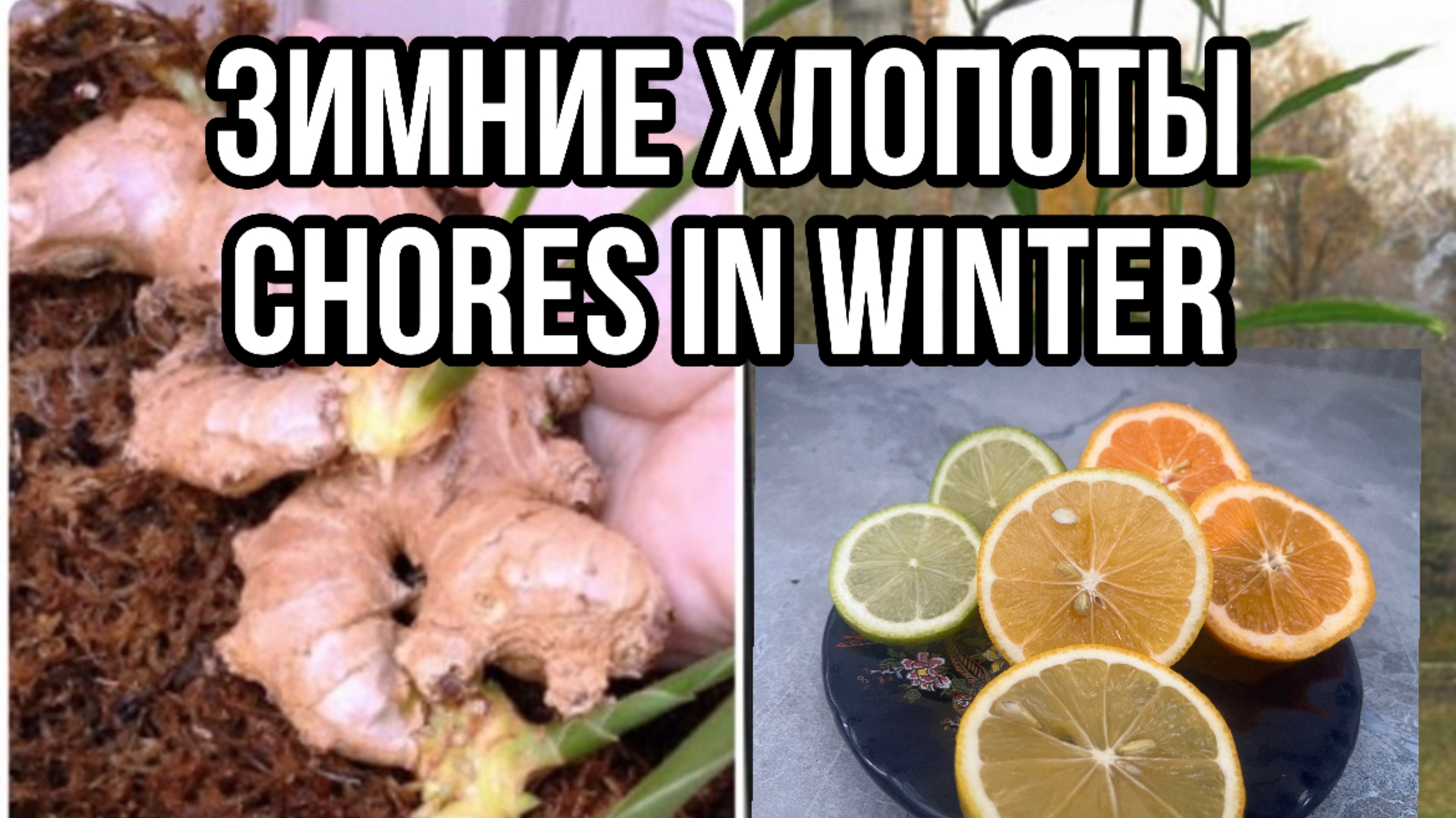 хлопоты в теплице зимой #лайм #имбирь .#парник с подогревом