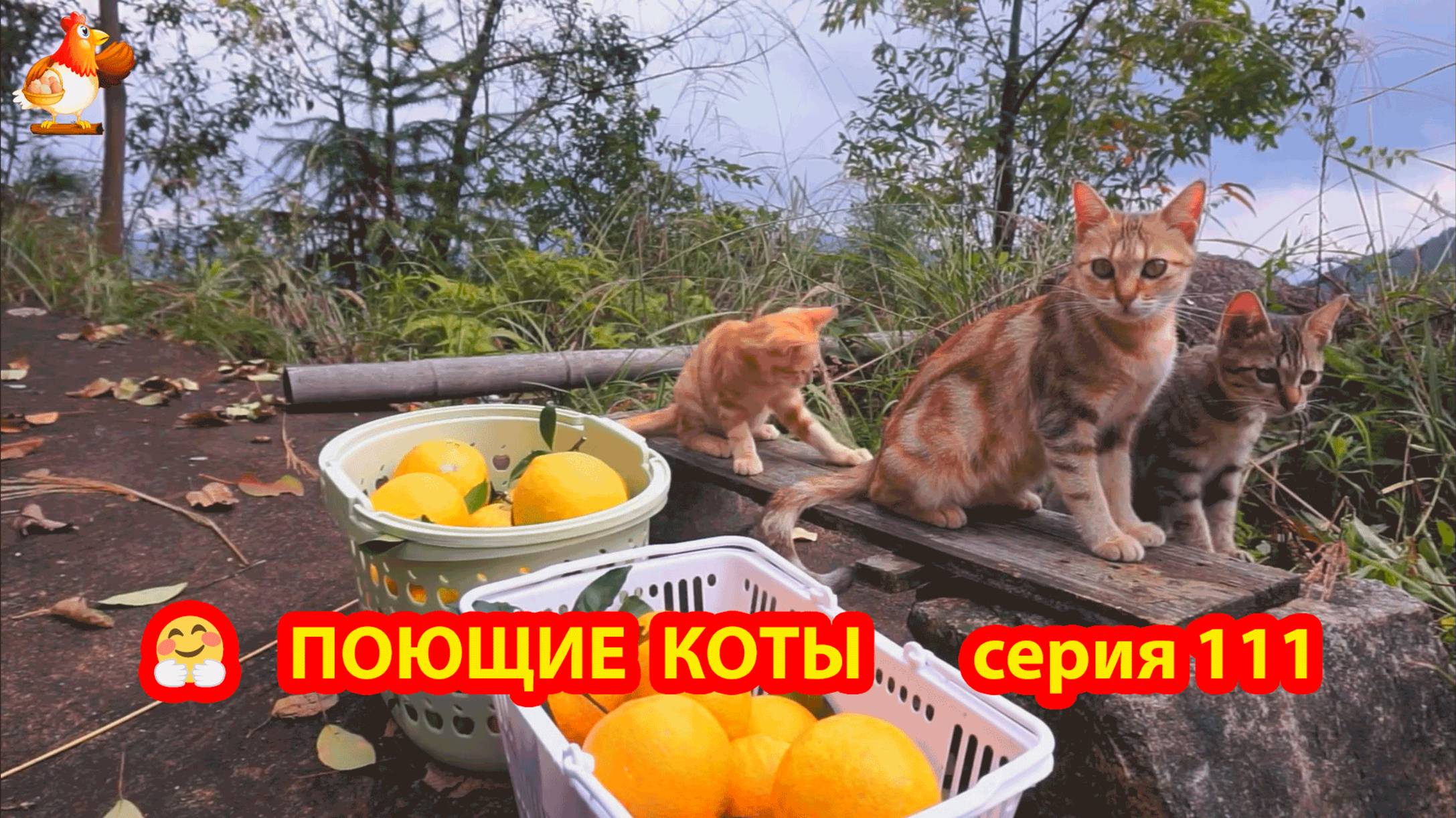 Крутые коты у птичьего двора серия (111) 🐈🐈⬛😹 Природа Абхазии и подворье с птицами и животными ❣