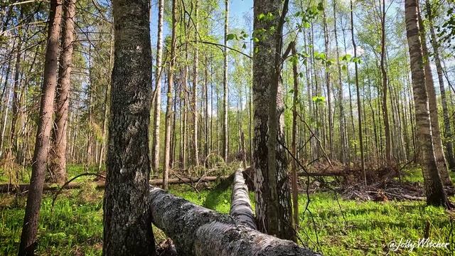 Добрая поездка на велосипеде по лесу и прогулка по бревну
