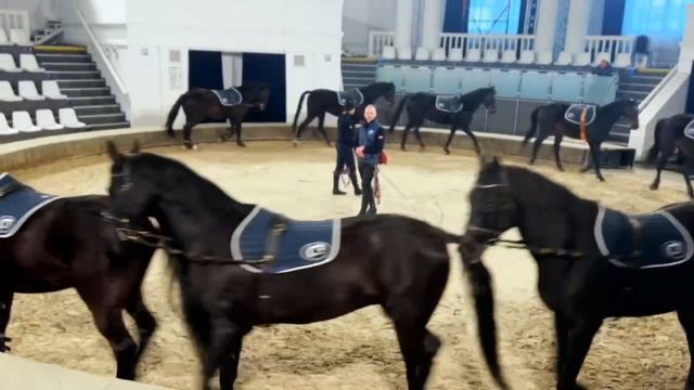 Прекрасные лошади Русской верховой породы в театре Кремлёвской школы верховой езды.