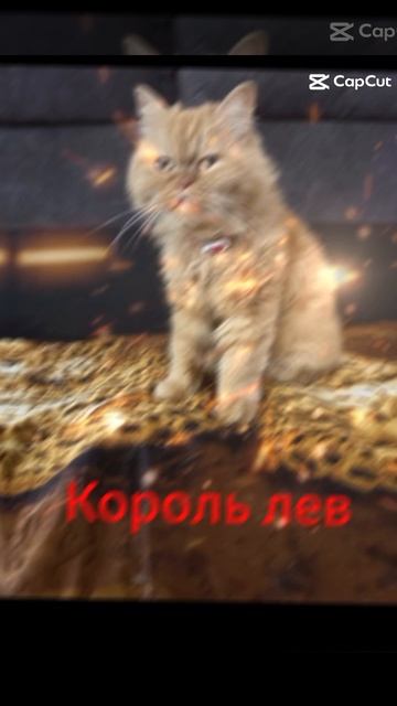 Наш львёнок